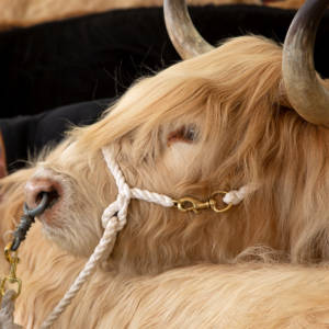 CATTLE Penistone Agricultural Show CATTLE Penistone Agricultural Show
