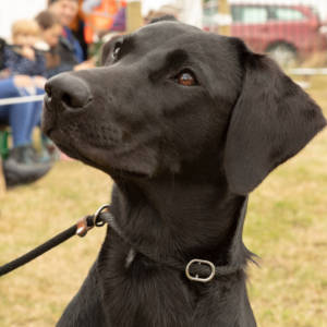 DOGS Penistone Agricultural Show