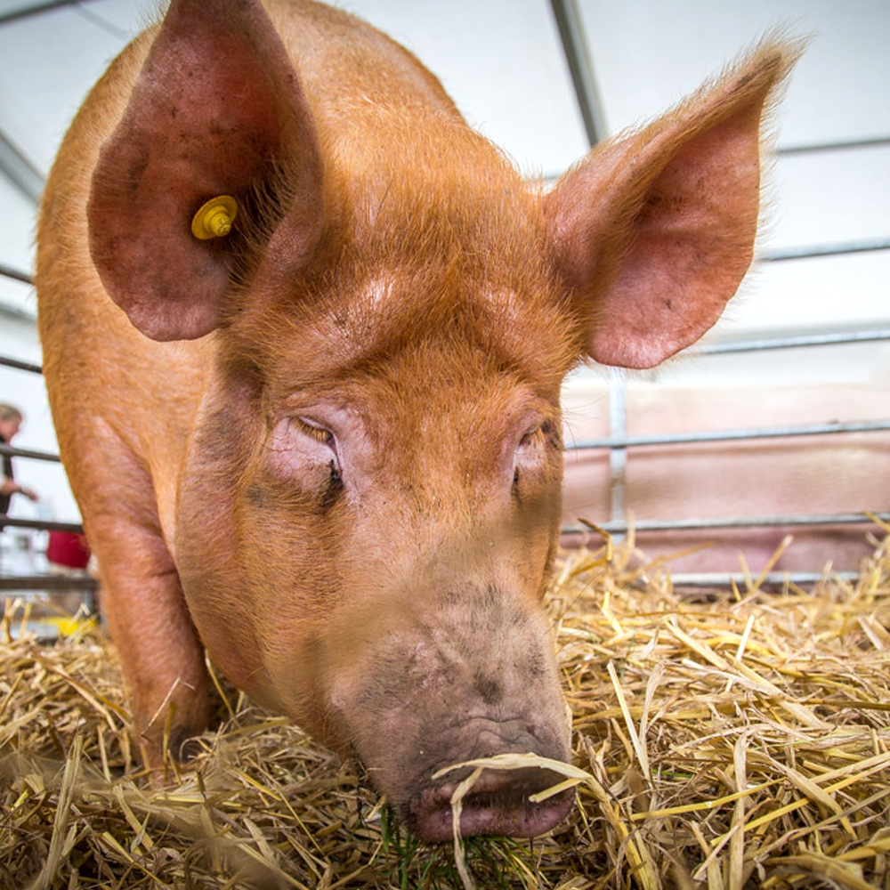 PIGS Penistone Agricultural Show