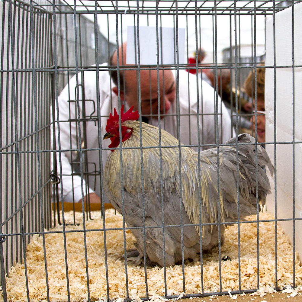 POULTRY section featured image