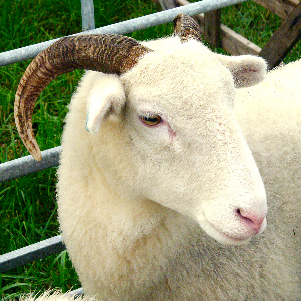 SHEEP Penistone Agricultural Show