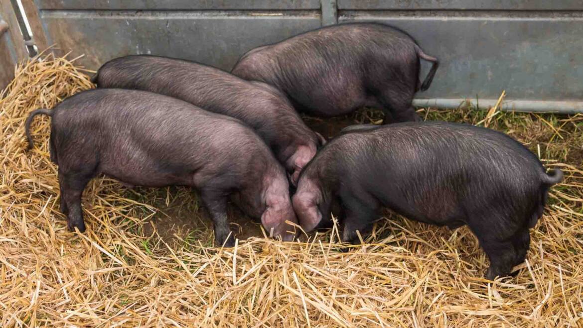 Pig Section now open for entries!